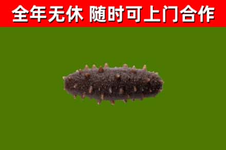 市中烟酒回收干海参.jpg